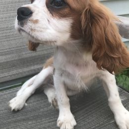 Cavalier King Charles Spaniel Puppies from Hotchkiss Cavaliers