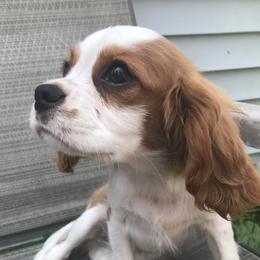 Cavalier King Charles Spaniel Puppies from Hotchkiss Cavaliers