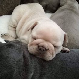 French Bulldog Puppies from Baker Built Frenchies