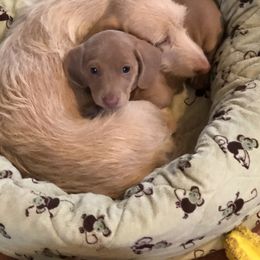 Dachshund Puppies from Susan’s Dachshunds
