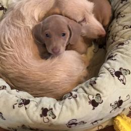 Dachshund Puppies from Susan’s Dachshunds