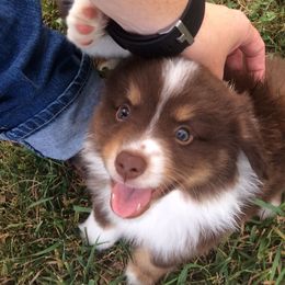 Sunrise Miniature American Shepherds breeder of Miniature American Shepherd