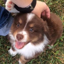 Sunrise Miniature American Shepherds breeder of Miniature American Shepherd