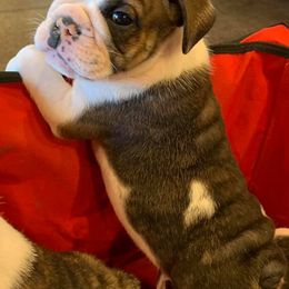 French Bulldog Puppies from Ballpark Bulldogs