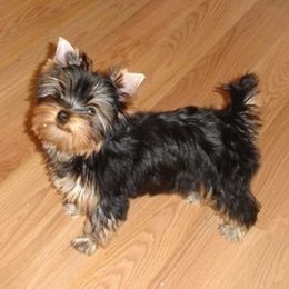 Star Shine Yorkies breeder of Yorkshire Terrier