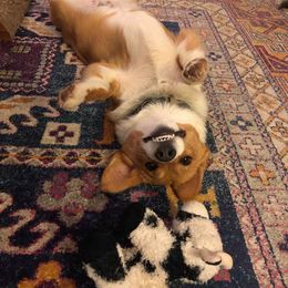 Pembroke Welsh Corgi Puppies from Walkabout's Pembroke Corgi's