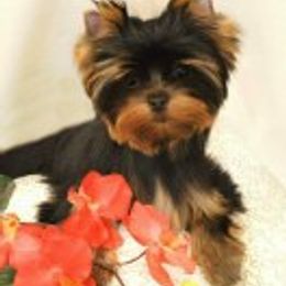 Yorkshire Terrier Puppies from Simply Couture