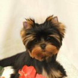 Yorkshire Terrier Puppies from Simply Couture