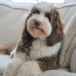 Busterd - Australian Labradoodle
