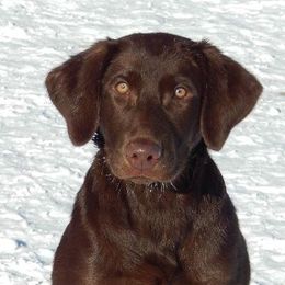 Labrador Retriever adult dog