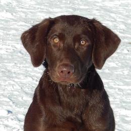 Labrador Retriever adult dog
