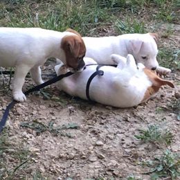 Jack Russell Terrier Puppies from Rock Chalk Terriers
