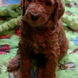 Poodle Puppies from Sunset Maple Poodles