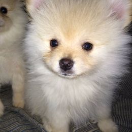Pomeranian Puppies from DeMi Poms