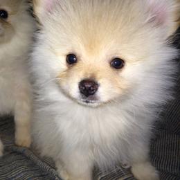 Pomeranian Puppies from DeMi Poms