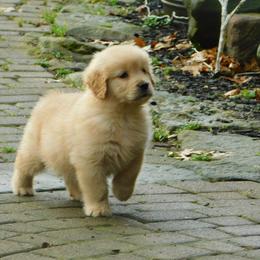 Golden Retriever and Miniature Schnauzer Puppies from Mervar Kennel