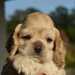 Cocker Spaniel Puppies from Windrider Kennel