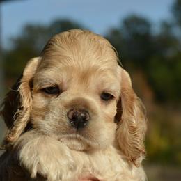 Cocker Spaniel Puppies from Windrider Kennel