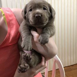 Labrador Retriever Puppies from KMC Gun Dogs