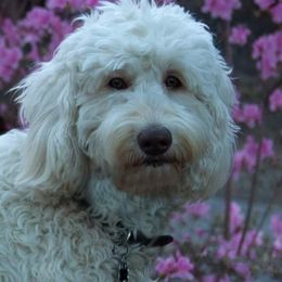 Australian Labradoodle adult dog