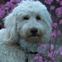 Australian Labradoodle adult dog