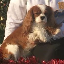 Mr. Mowglii - Cavalier King Charles Spaniel