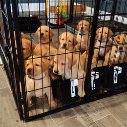 Labrador Retriever Puppies from Farmhouse Labradors