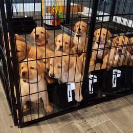 Labrador Retriever Puppies from Farmhouse Labradors