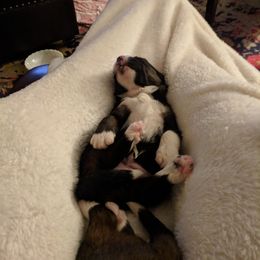 Bernedoodle Puppies from Bernedoodles of the Ozarks