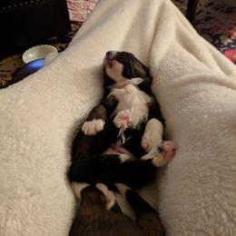Bernedoodle Puppies from Bernedoodles of the Ozarks