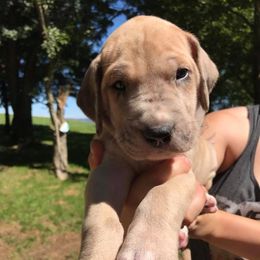 Great Dane Puppies from Country Danes