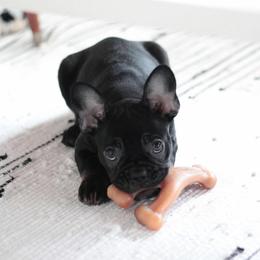 French Bulldog and Pembroke Welsh Corgi Puppies from Laurel Canyon Kennels