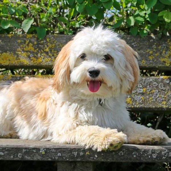 Havanese