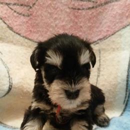 Miniature Schnauzer Puppies from Majestically Made