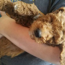 Goldendoodle Puppies from Willow Tree Bearded Retrievers