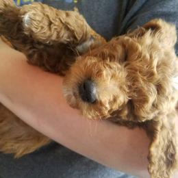 Goldendoodle Puppies from Willow Tree Bearded Retrievers
