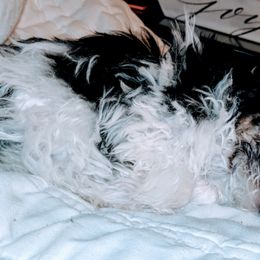 Biewer Terrier Puppies from Imperial BabyDoll Biewers