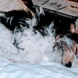 Biewer Terrier Puppies from Imperial BabyDoll Biewers