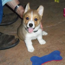 Pembroke Welsh Corgi Puppies from Nistler's Farm Corgis