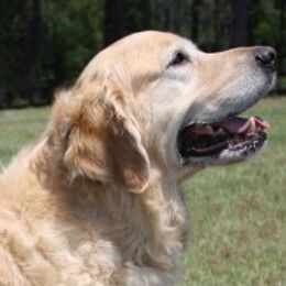 Golden Retriever adult dog