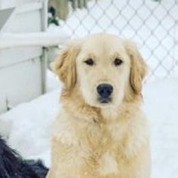 Golden Retriever adult dog