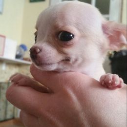 Chihuahua Puppies from True Shot Chihuahuas