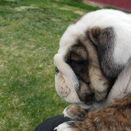English Bulldog Puppies from Wildfire Kennel