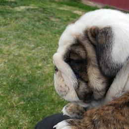 English Bulldog Puppies from Wildfire Kennel