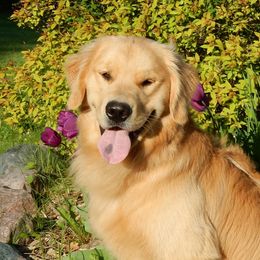 Cisco - Golden Retriever