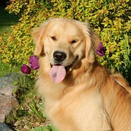 Cisco - Golden Retriever