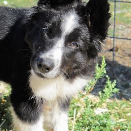 Border Collie Puppies from Forthright Stockdogs