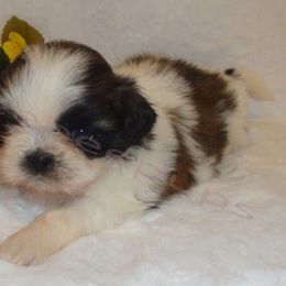 Shih Tzu Puppies from Zeebee Pups