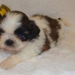 Shih Tzu Puppies from Zeebee Pups