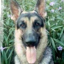 Buck - German Shepherd